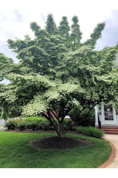 Дерен Коуза китайський в ландшафті
